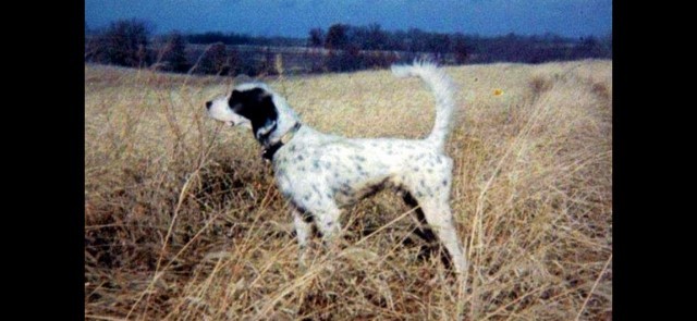 CH. TRAIL BOSS GROVER